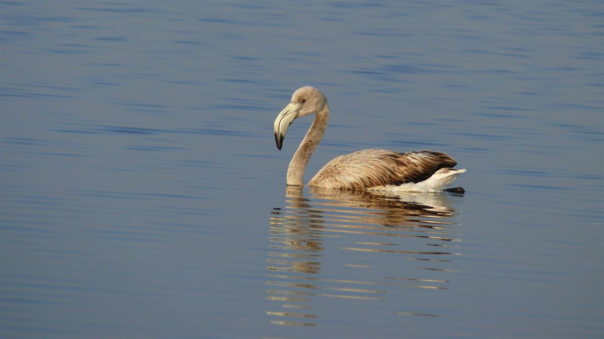 Flamingo