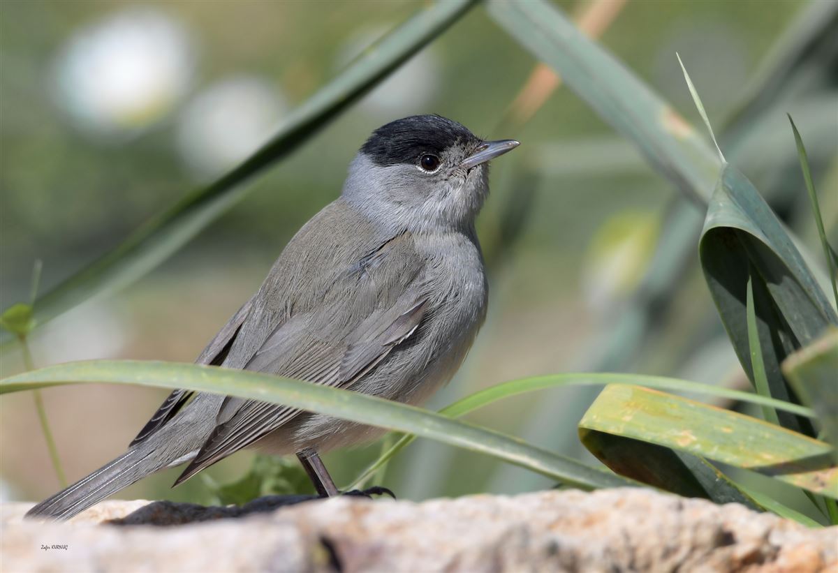 Eurasian Blackcap