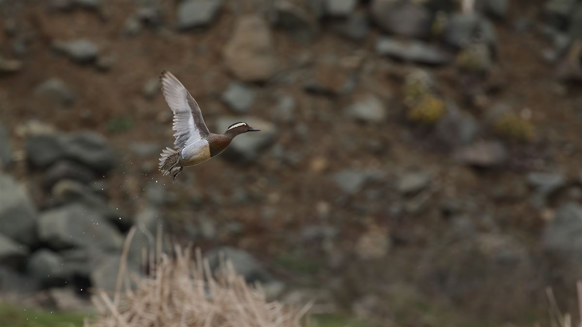 Garganey