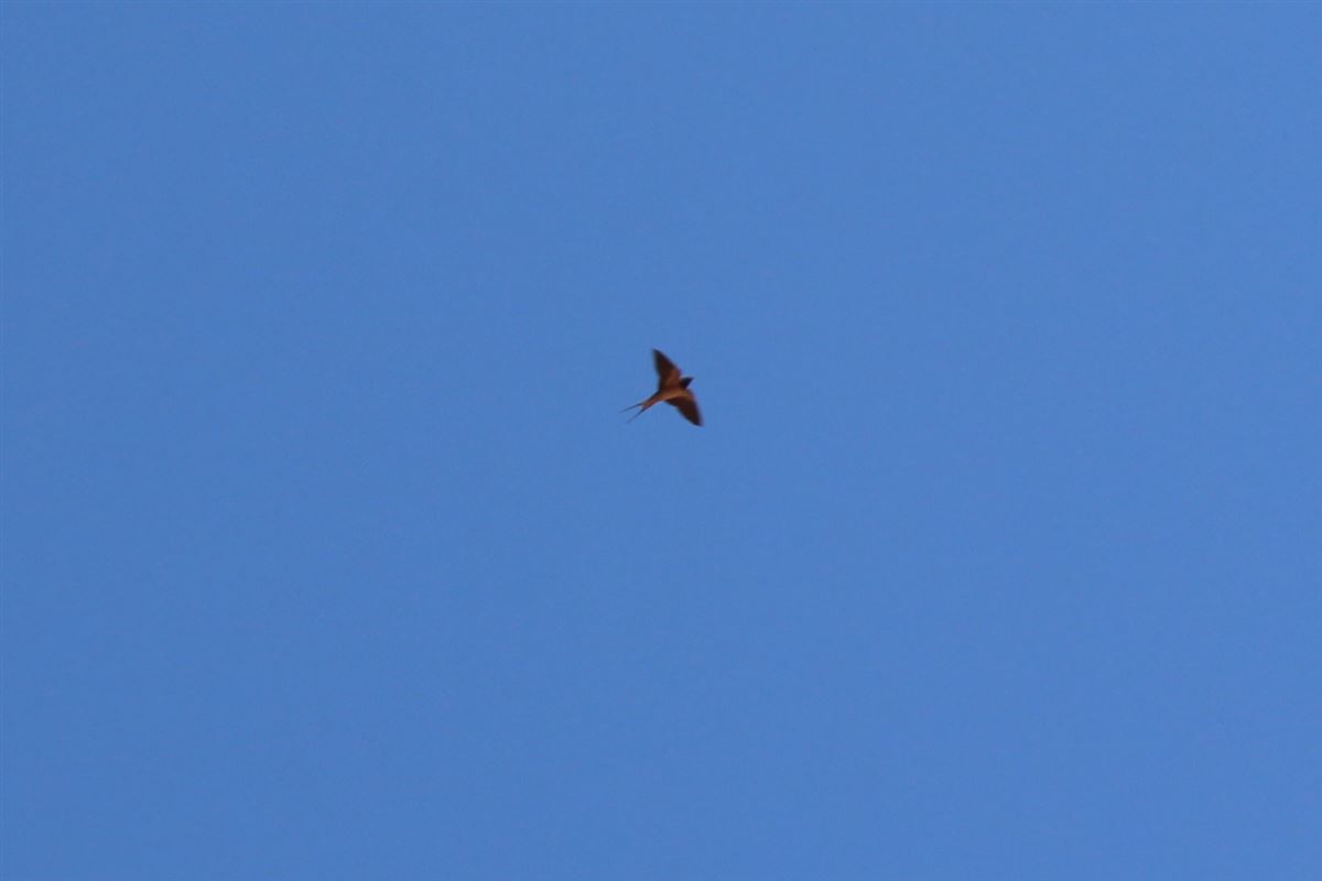 Barn Swallow