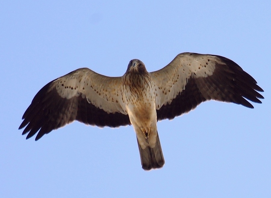 Küçük Kartal