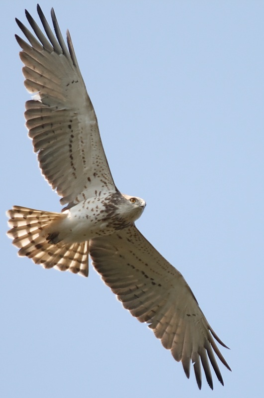 Yılan Kartalı