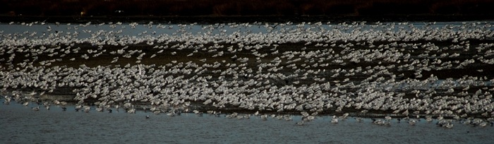 Little Gull