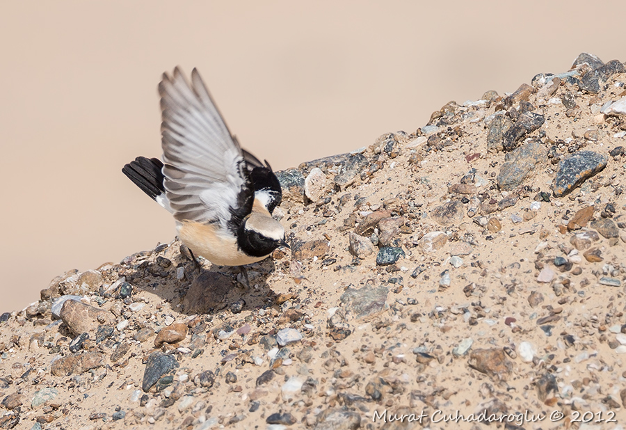 Desert Wheatear