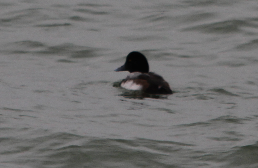 Greater Scaup