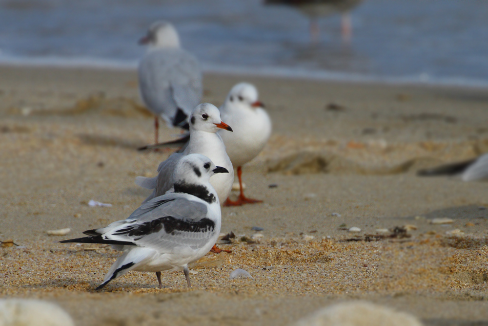 Black-legged Kittiwake