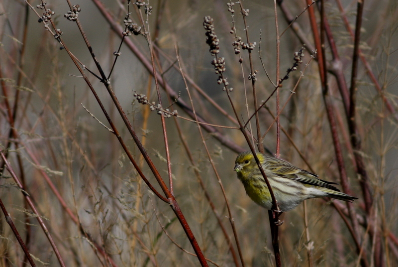 European Serin