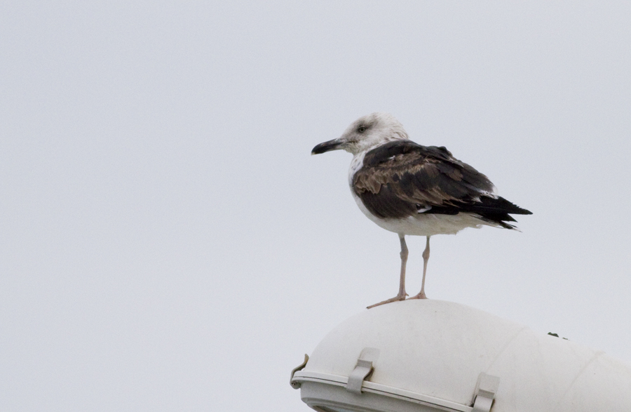 Lesser Black-backed Gull