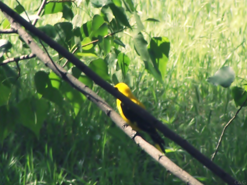 Eurasian Golden Oriole