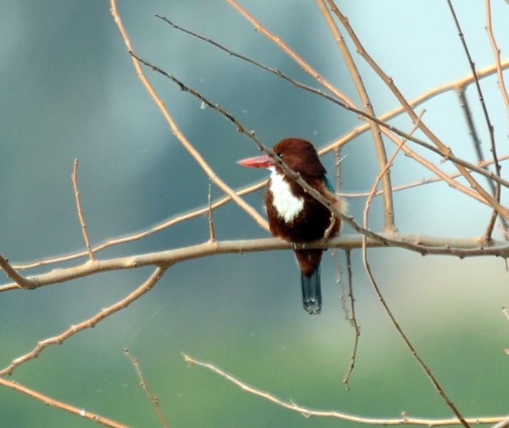 White-throated Kingfisher