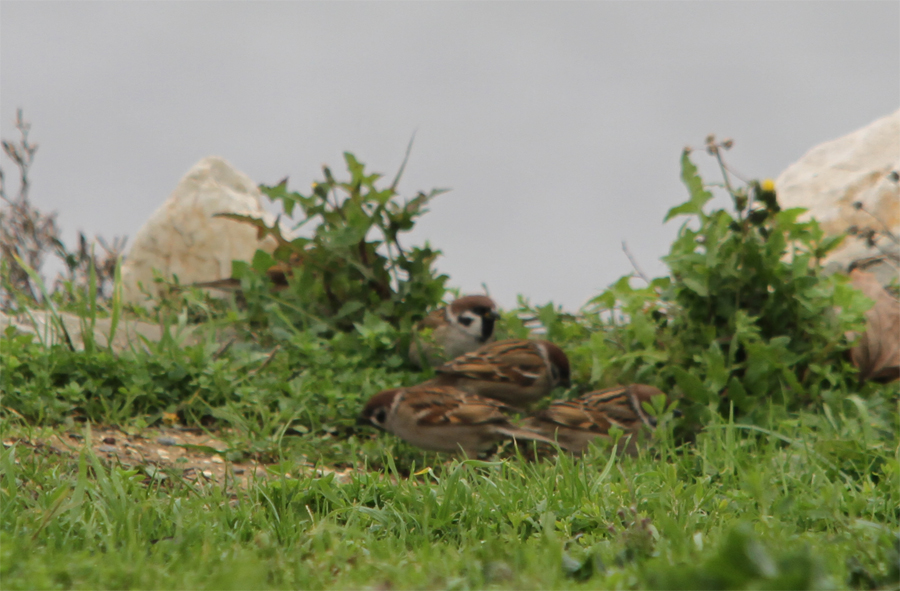 Eurasian Tree Sparrow