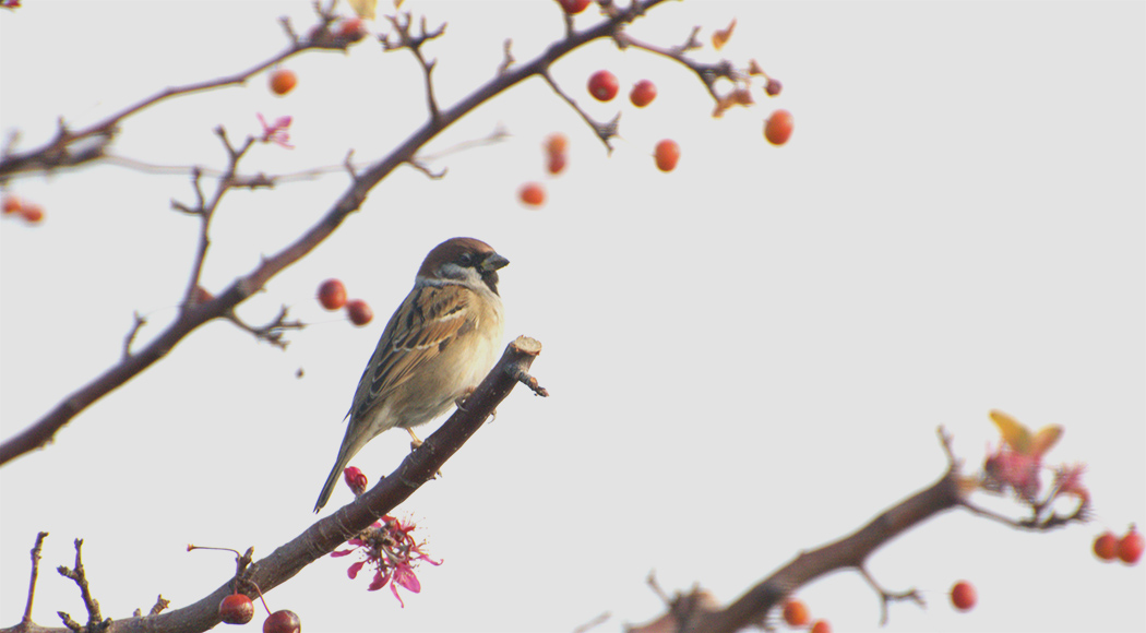 Eurasian Tree Sparrow
