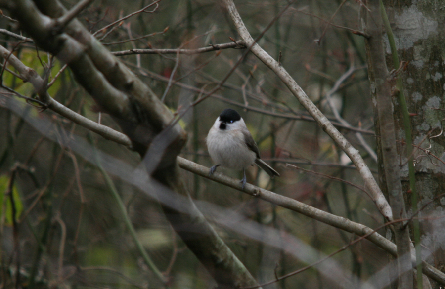 Marsh Tit