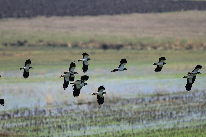 Northern Lapwing