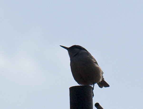 Western Rock Nuthatch