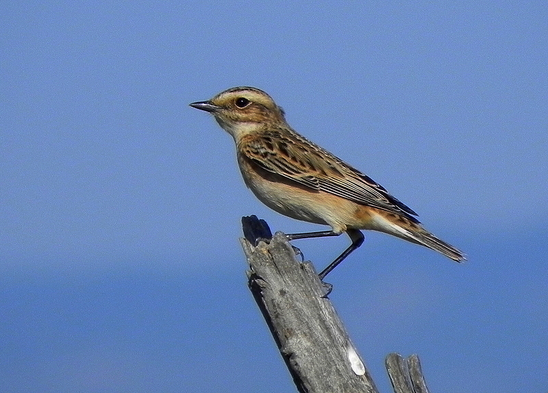 Whinchat