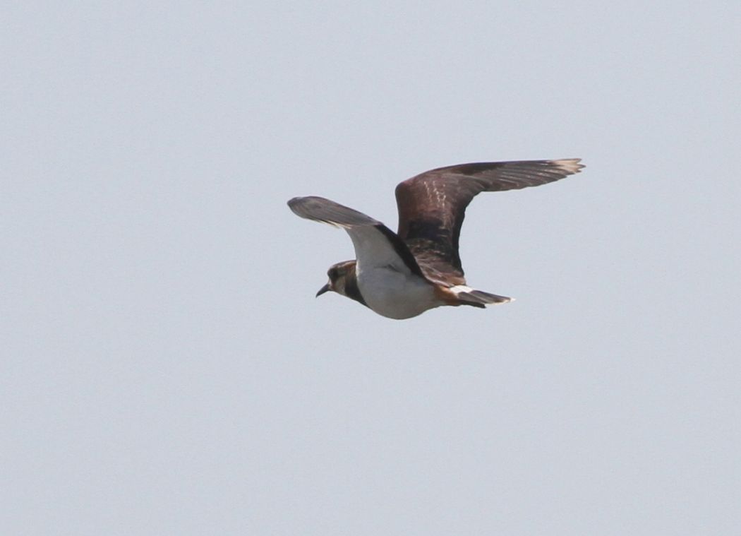 Northern Lapwing
