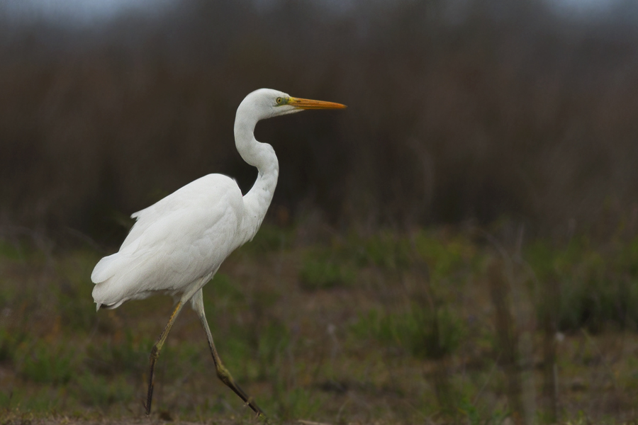 Great Egret