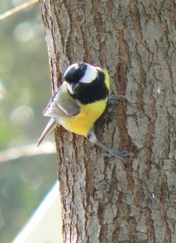Great Tit