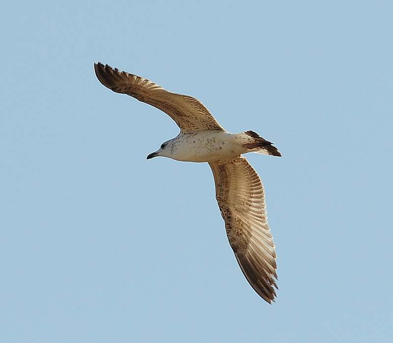 Yellow-legged Gull
