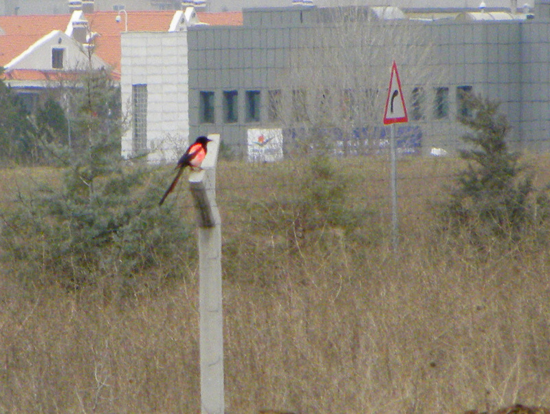 Eurasian Magpie