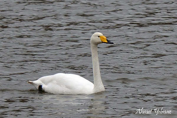 Whooper Swan
