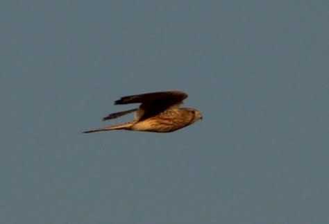 Common Kestrel