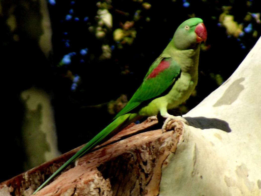 Alexandrine Parakeet