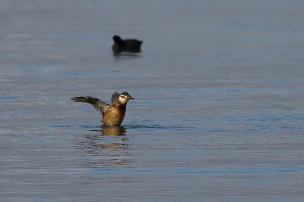 White-headed Duck