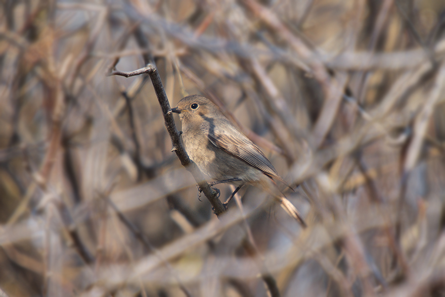 Black Redstart
