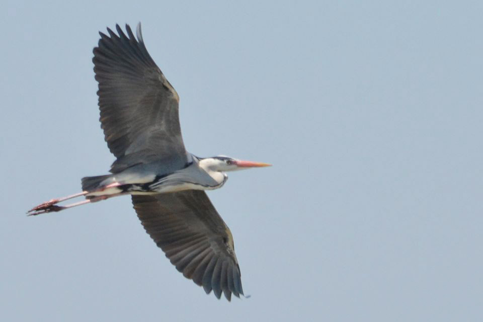 Grey Heron
