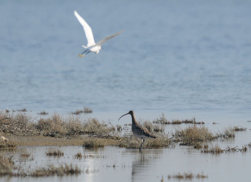 Eurasian Curlew