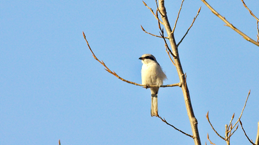 Great Grey Shrike