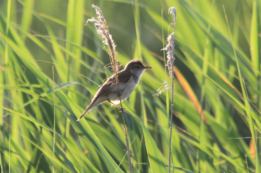 Great Reed Warbler