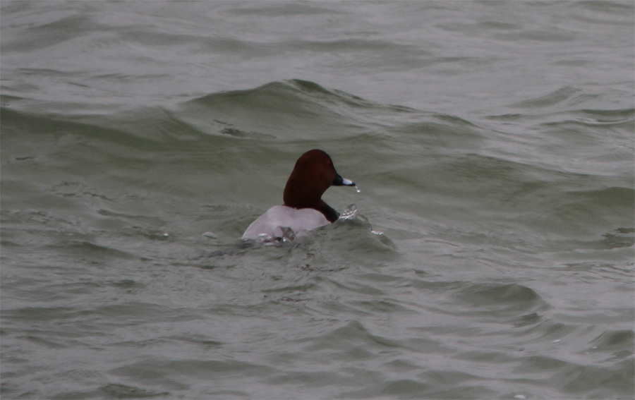 Common Pochard