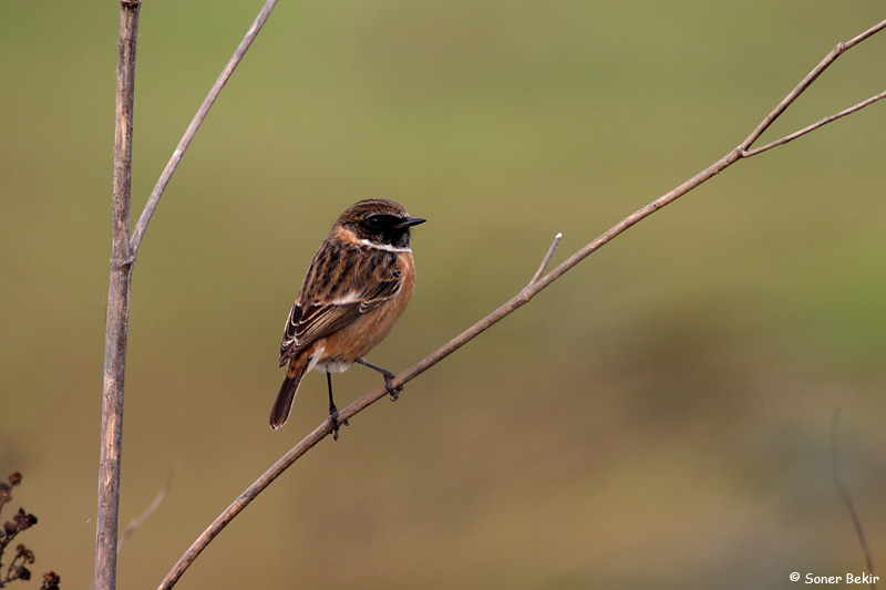 European Stonechat