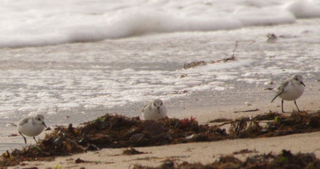 Sanderling