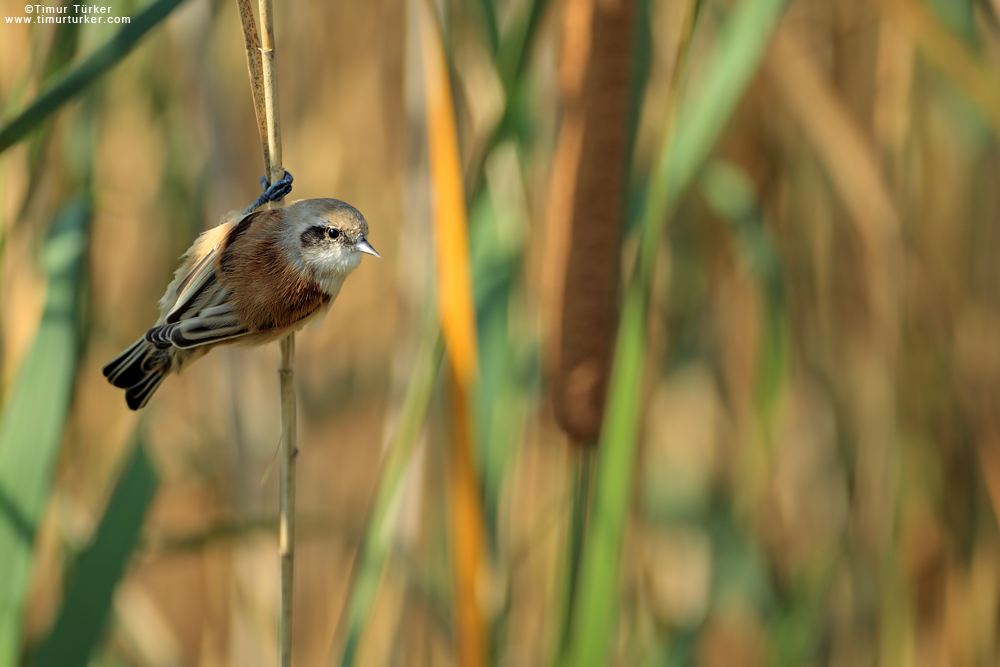Eurasian Penduline Tit