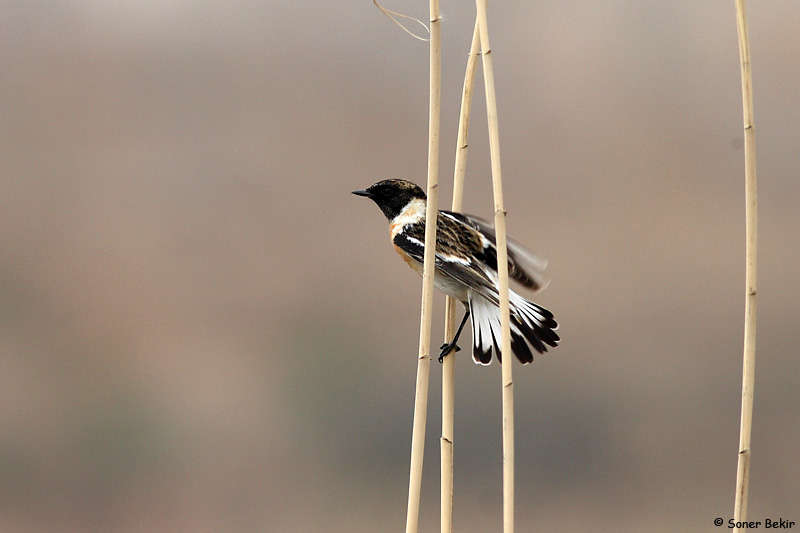 Siberian Stonechat