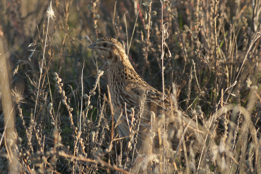 Common Quail