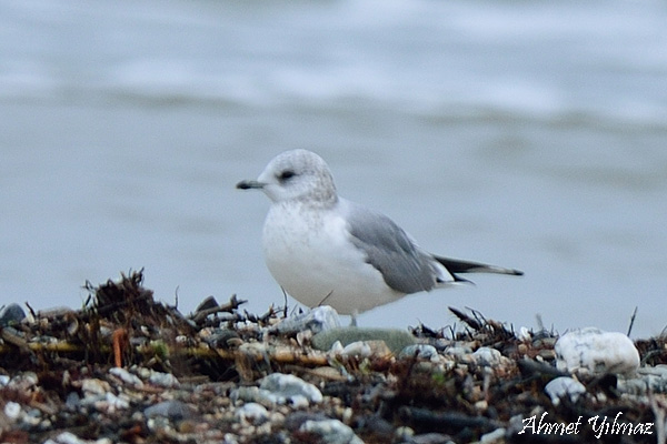 Common Gull