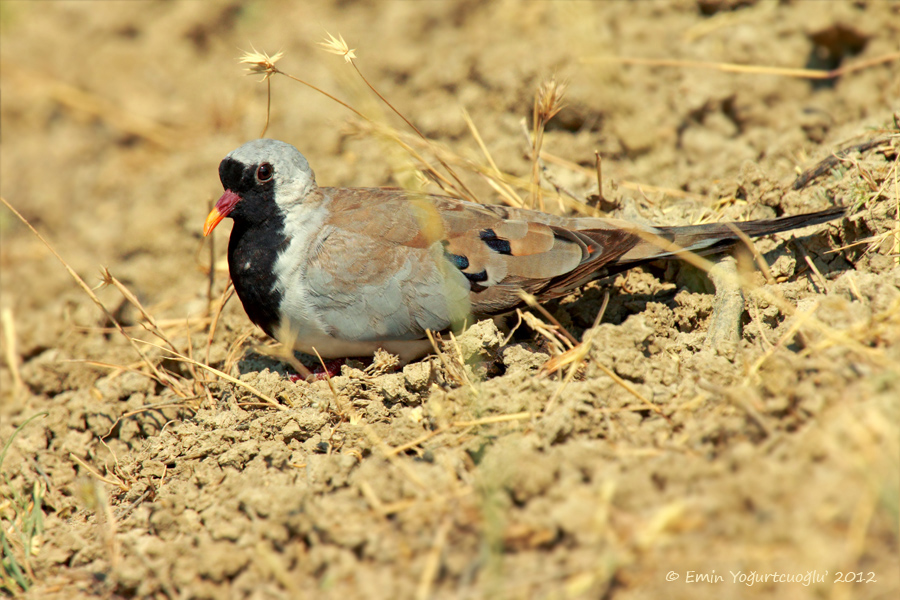 Namaqua Dove