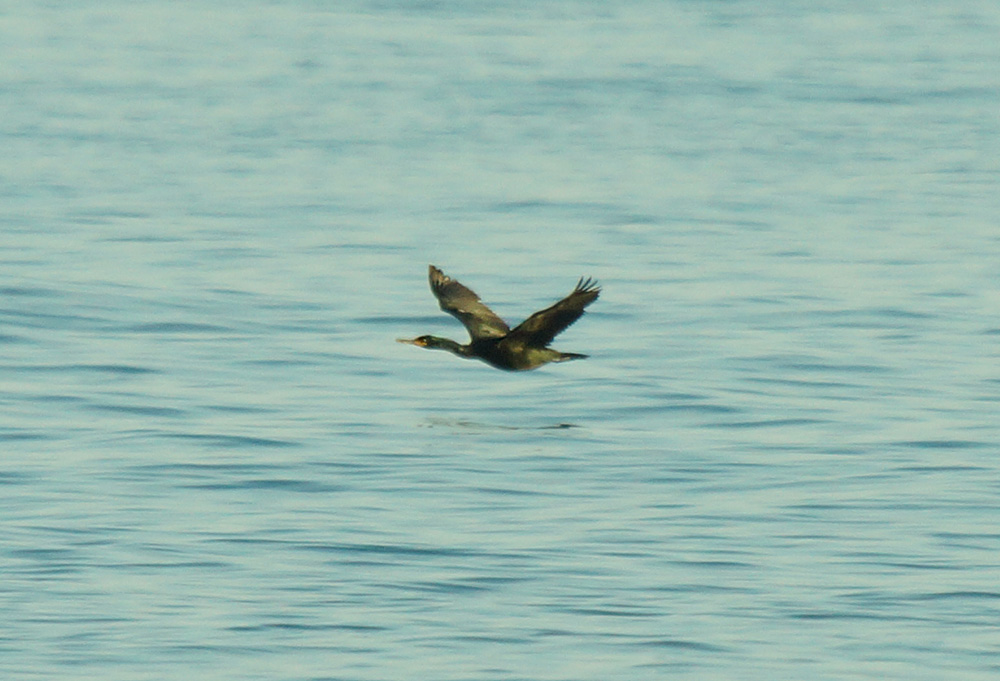 Tepeli Karabatak