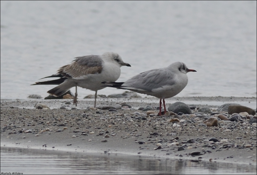 Common Gull