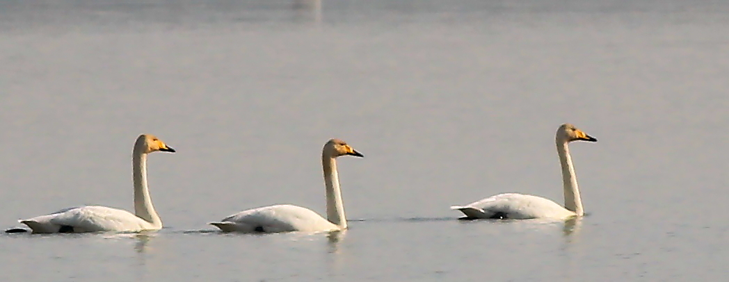 Whooper Swan