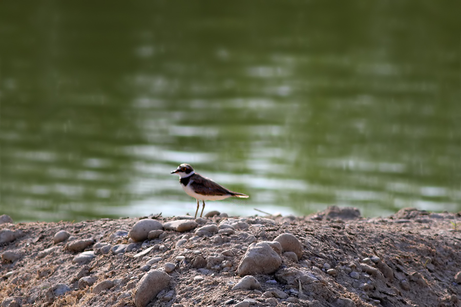 Halkalı Küçük Cılıbıt