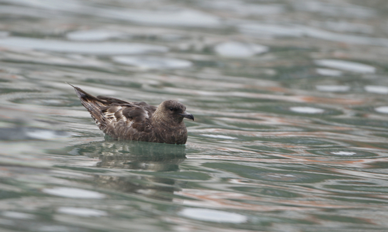 Pomarine Jaeger