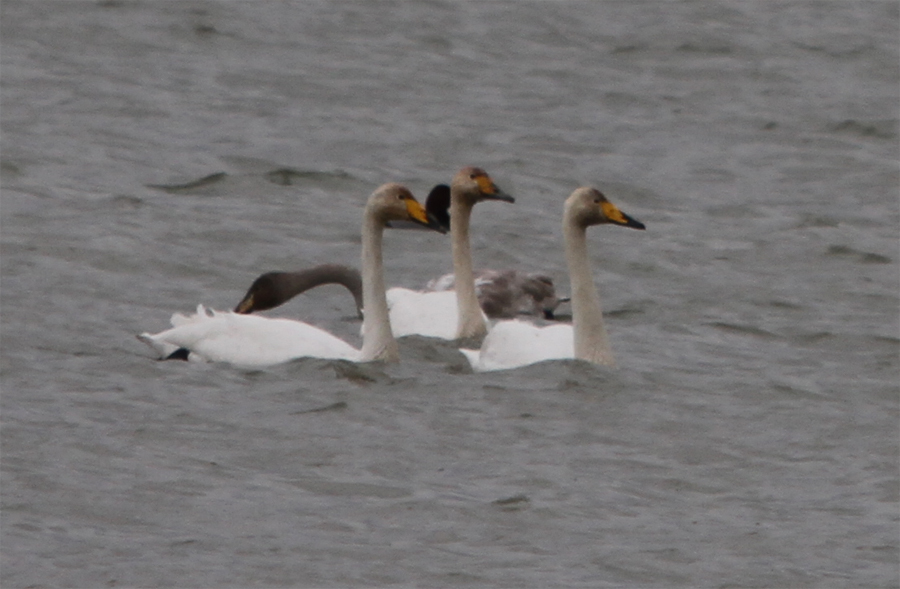 Whooper Swan