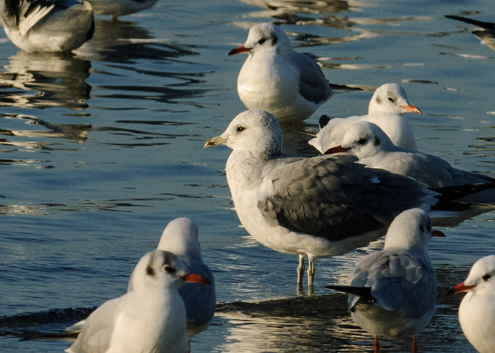 Common Gull