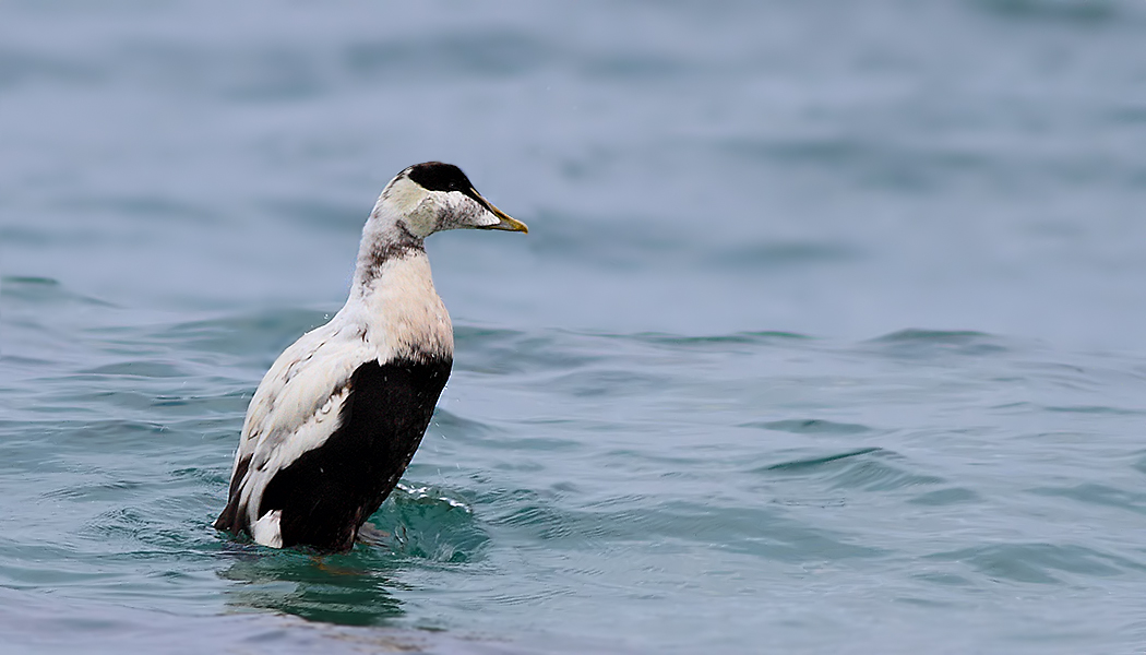Common Eider